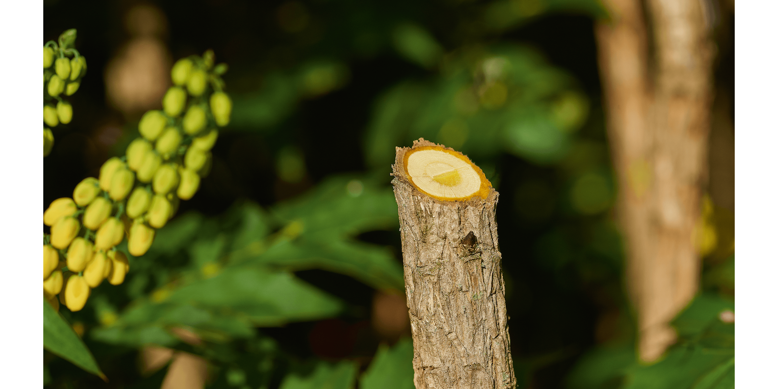 EasyPrune